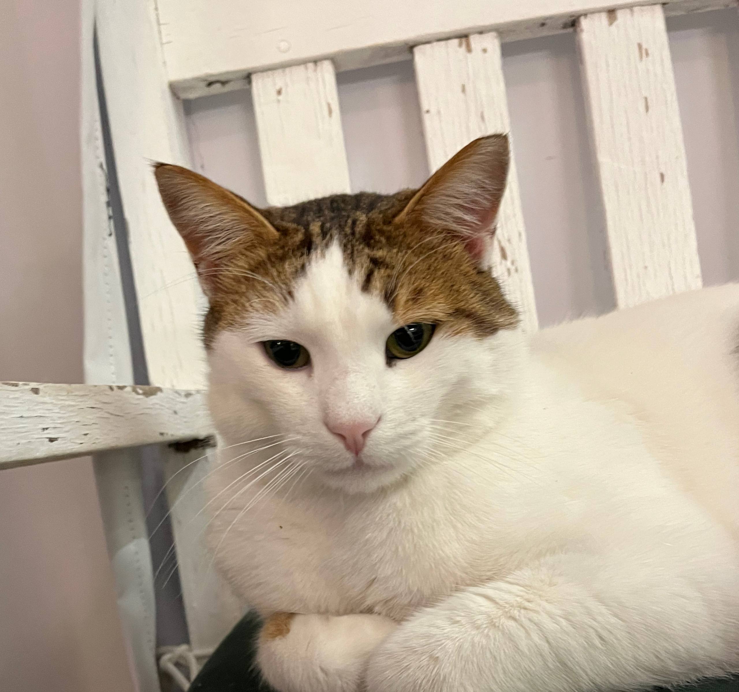 Больше о XNBEATS